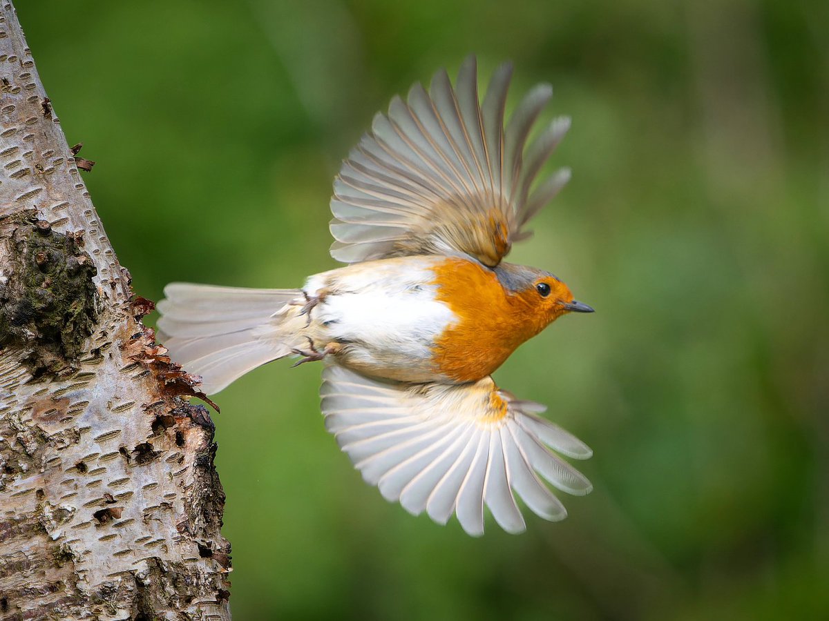 Beautiful Robin with outstretched wings 😊

🐦 Robin (Erithacus rubecula)
📷 OM System OM1 & 40-150mm Pro lens with 1.4x teleconverter 
🗺️ Nr. Leeds, Yorkshire, UK

#wildlifephotography #britishbirds #omsystem  #om1 #wildlifephotos  #robinphotography #robinredbreast #gardenbirds