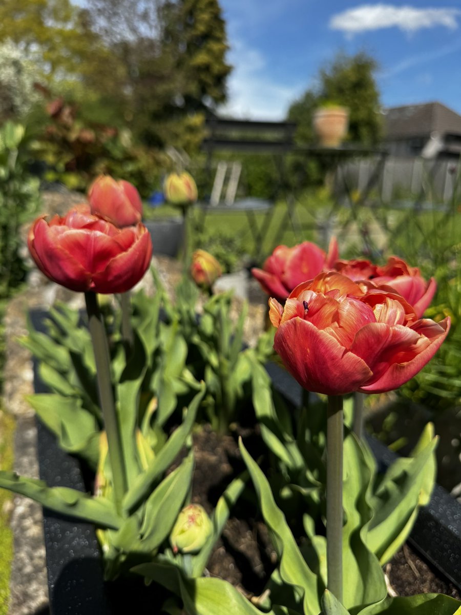 Tulip ‘Copper Image’ finally joining the party 🌷 🎉 And some blue sky too 😱