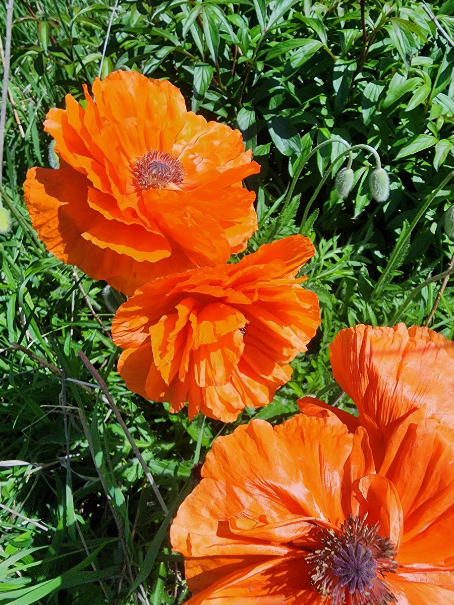 Although native plants are best, I also grow well-behaved non-natives in my garden. The oriental poppies are fiery in the warm sun today.
