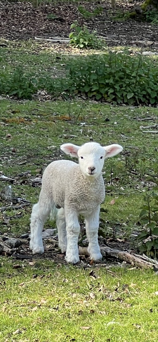 My best lamb picture … 🐑😀