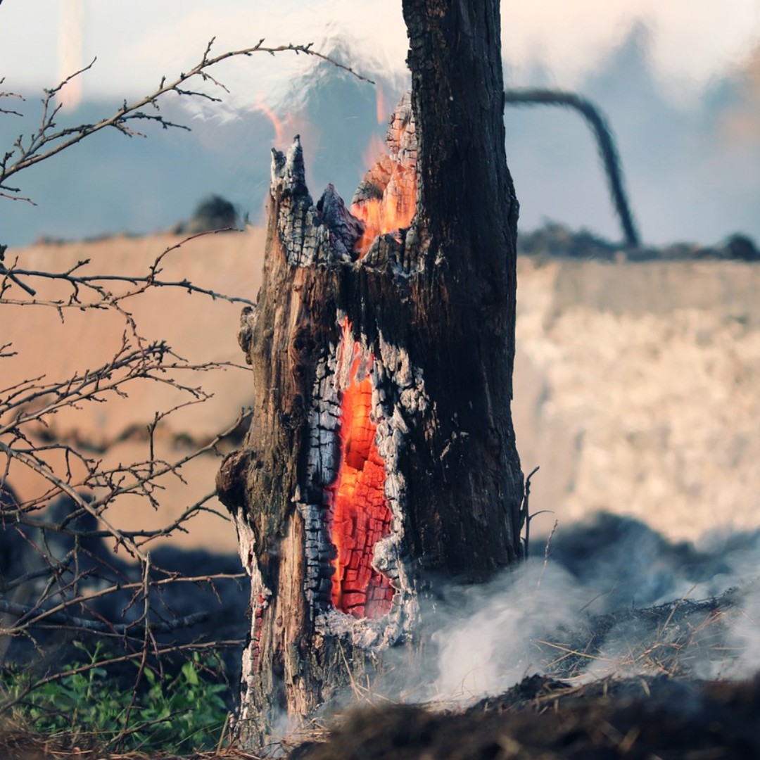 Los incendios y el calentamiento cambian rápidamente los ecosistemas en Canadá 🔥 El calentamiento acelerado está aumentando las tasas de fotosíntesis en este país y además, en Alaska. ow.ly/SI1H50RoRbU