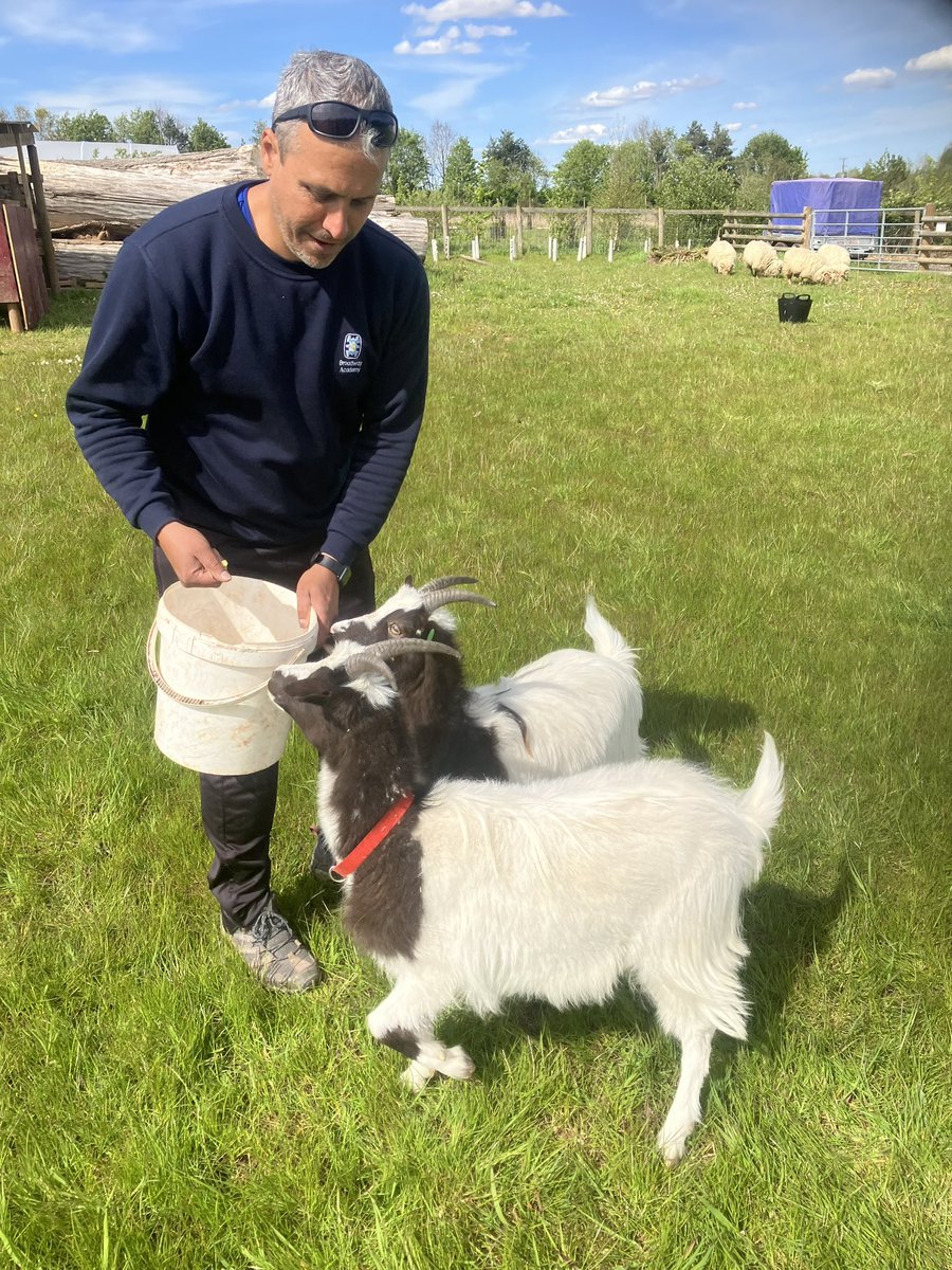 Partnership is…sharing lessons, experiences and livestock 🐑🐐. Delighted to loan two of our @RadleyFarm rare breed goats and four Portland ewes to our @RadleyLinks partners at @Broadway_School. Sharing is caring!