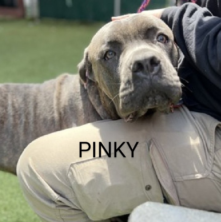 Pinky Kill Command Another #Puppy Frustrated & tortured in a cage Easier for #NYCACC to kill him #FostersSaveLives #NationalAdoptAShelterPetDay We have the #Rescue in #PA Is there a #Foster? DM @notthesameone2 As a #Puppy needs security, guidance, exercise & love