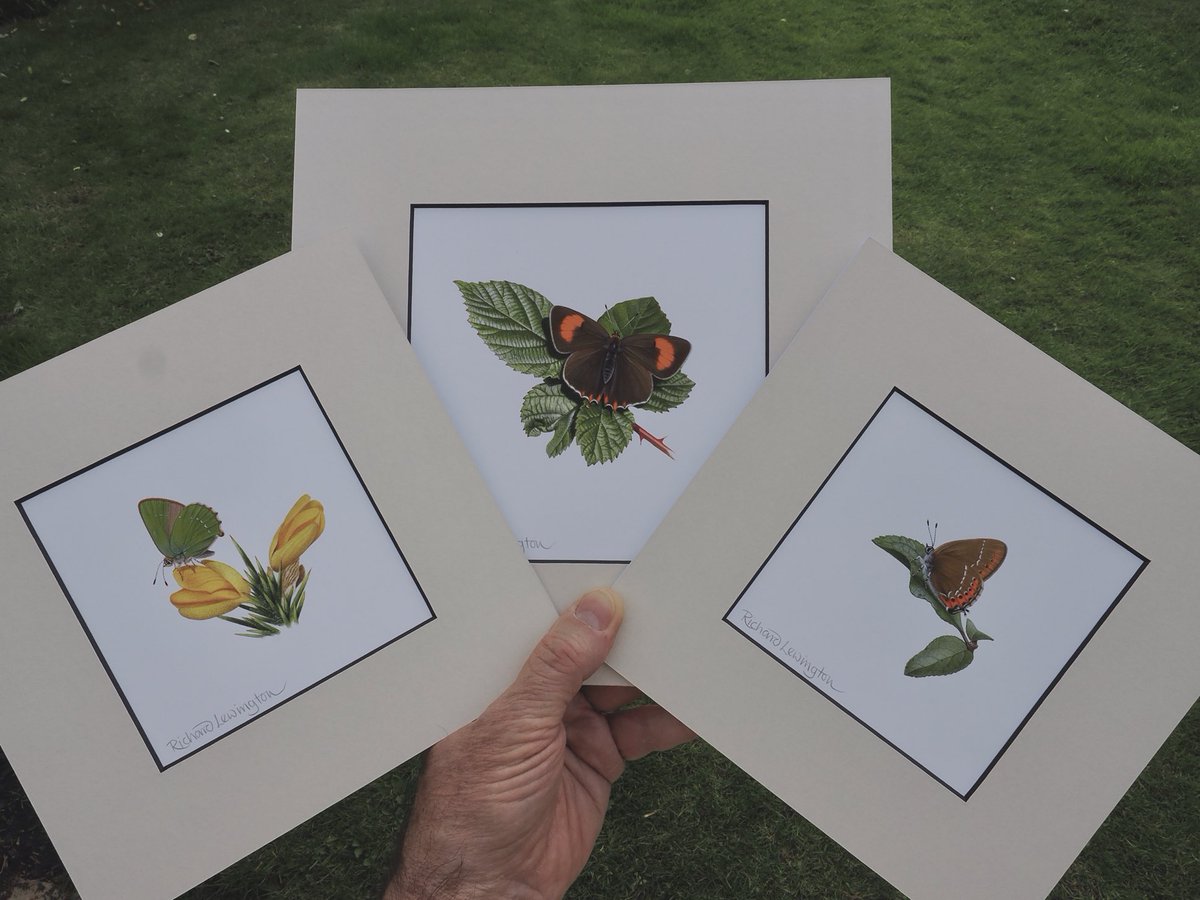 3 hairstreaks flying off to their new homes.