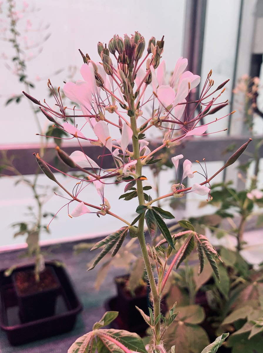Tina Schreier (@tinaschreier) on Twitter photo A week left to apply! 🚨 I’m looking for a research technician to join us <a href="/OxfordBiology/">Oxford Biology</a> and to help set up an efficient transformation pipeline in the C4 species Gynandropsis. Come work with us on leaf anatomy and photosynthesis! 🌱🪴 Find out more 👇 my.corehr.com/pls/uoxrecruit… A week left to apply! 🚨 I’m looking for a research technician to join us <a href="/OxfordBiology/">Oxford Biology</a> and to help set up an efficient transformation pipeline in the C4 species Gynandropsis. Come work with us on leaf anatomy and photosynthesis! 🌱🪴 Find out more 👇 my.corehr.com/pls/uoxrecruit…