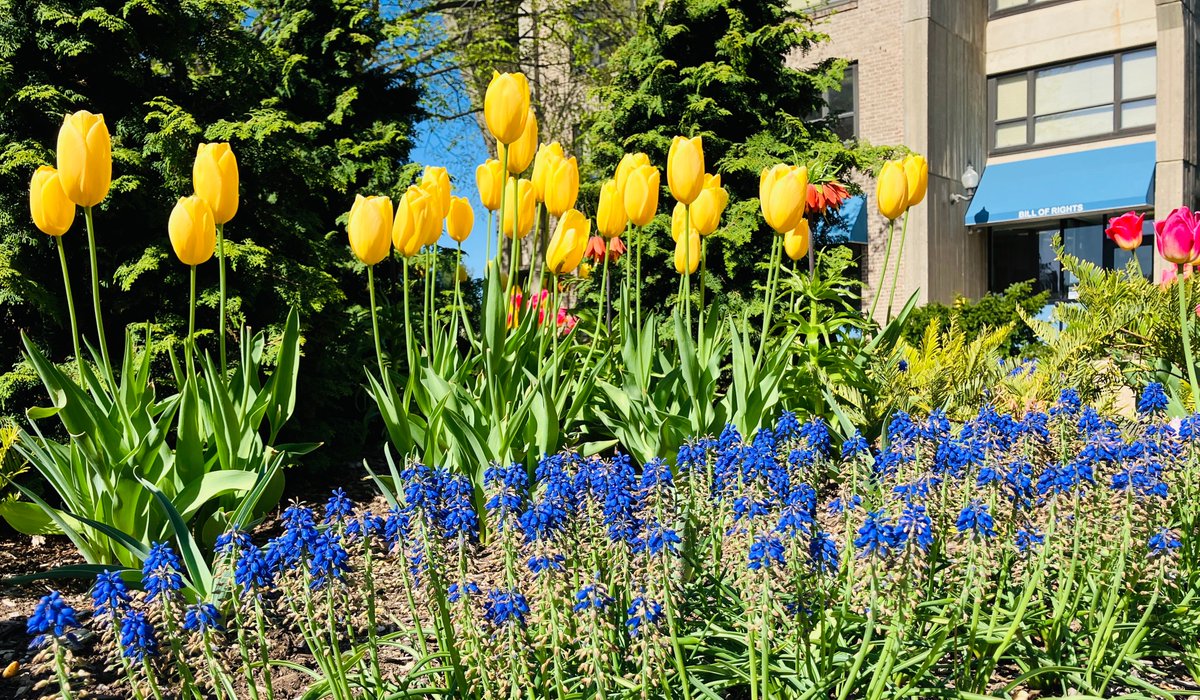 More #BlueandGold from the beautiful @HofstraU campus! #TulipTuesday #hofviews #Hofstra #Flowers #tulips