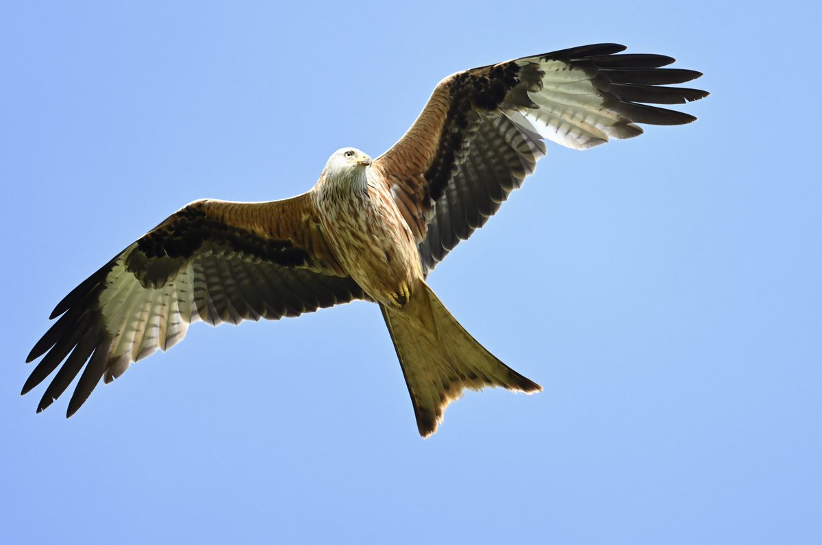 Red Kite hovering low over a road kill, managed to pull over safely and watch 4 kites circling around #glosbirds #glosraptors #redkite