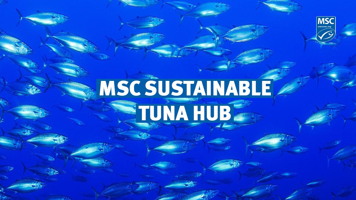 🥫🐟 #WorldTunaDay is coming on the 2nd of May and MSC sustainable tuna is making waves as demand continues to grow! 💻Visit our MSC Sustainable Tuna hub for everything on tuna: bit.ly/MSCtuna #SustainableSeafood #MSCecolabel