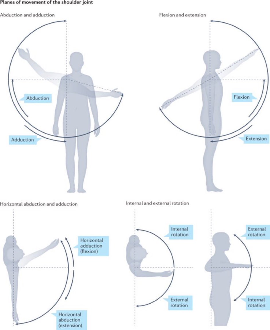 Planes of movements of the shoulder joint👇 ▪️Abduction - Adduction ▪️Flexion - Extension ▪️Internal Rotation - External Rotation ▪️Horizontal Adduction - Horizontal Abduction #anatomy #shoulder nature.com/articles/s4157…