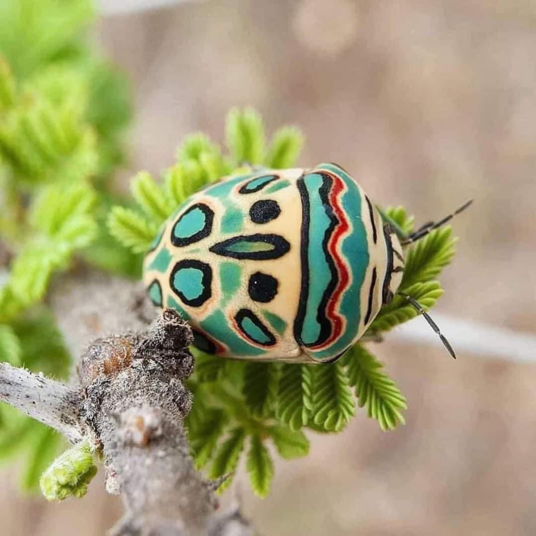 This is a Picasso Bug, and I’m kind of in love. 😍 #nature