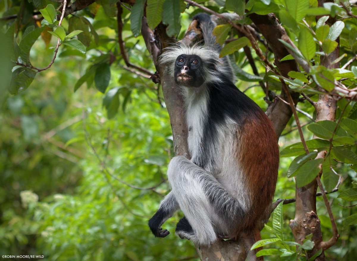 Immediate conservation efforts to protect red colobus monkey species could help save African tropical forests, says a group of scientists including from WCS. Red colobus monkeys are indicator species of forest health. More: bit.ly/3JHYE9s