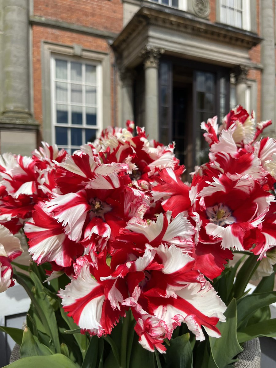 As it’s #TulipTuesday let’s take a moment to appreciate our gorgeous ‘Estella Rijnveld’ tulips with their feathered red and white petals ❤️

#Tulips #Spring #Gardens #HanburyHallNT #NationalTrust #WorcestershireHour @NTmidlands