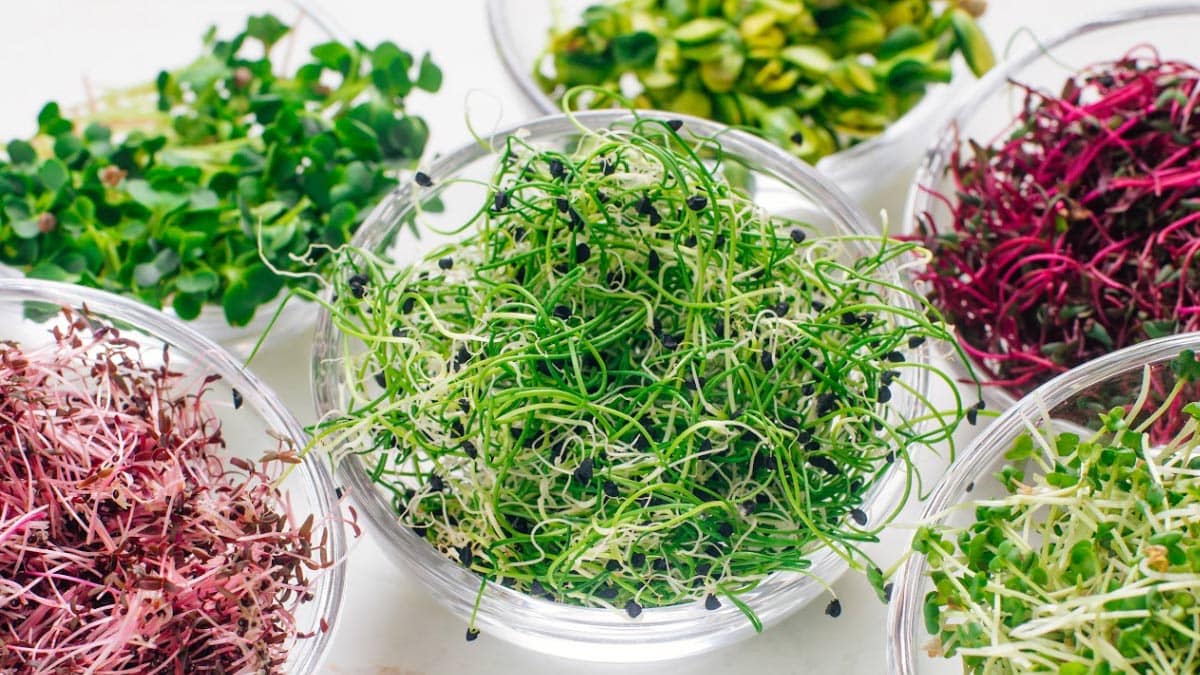 Microgreens are an amazing addition to any meal or smoothie

They are:
-Significantly more nutrient dense than mature greens
-Easier to digest
-High in antioxidants 
-No cooking required
-Much more tolerable for people who don’t like veggies