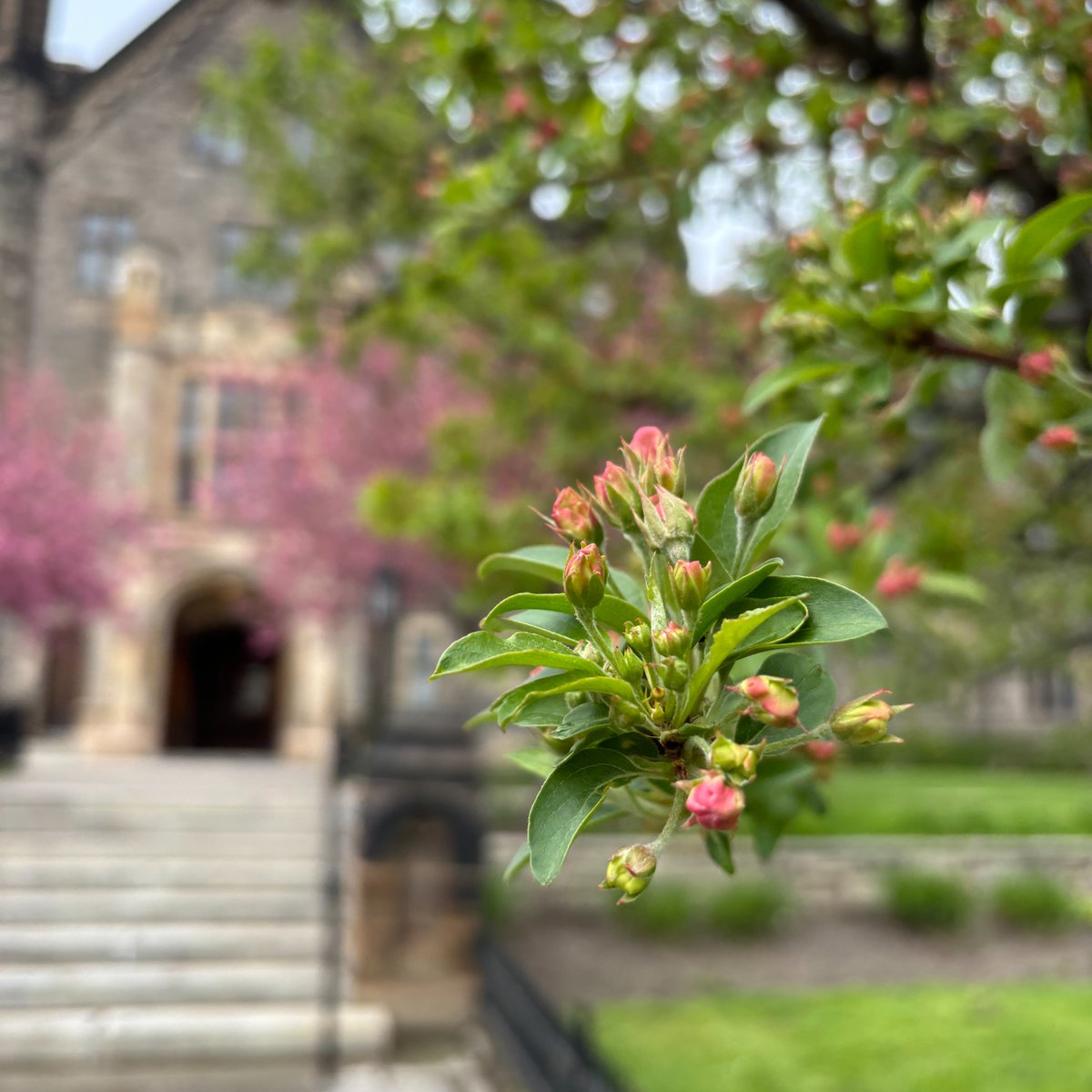 🌸 Finally making their appearance - our Kanzan (or Kwanzan) cherry blossoms 🌸 Our magnolias are still looking magnificent, and #BloomWatch continues for our crabapple blossoms! #UofTBlooms 📷April 29, 2024 on the front lawn of Trinity College