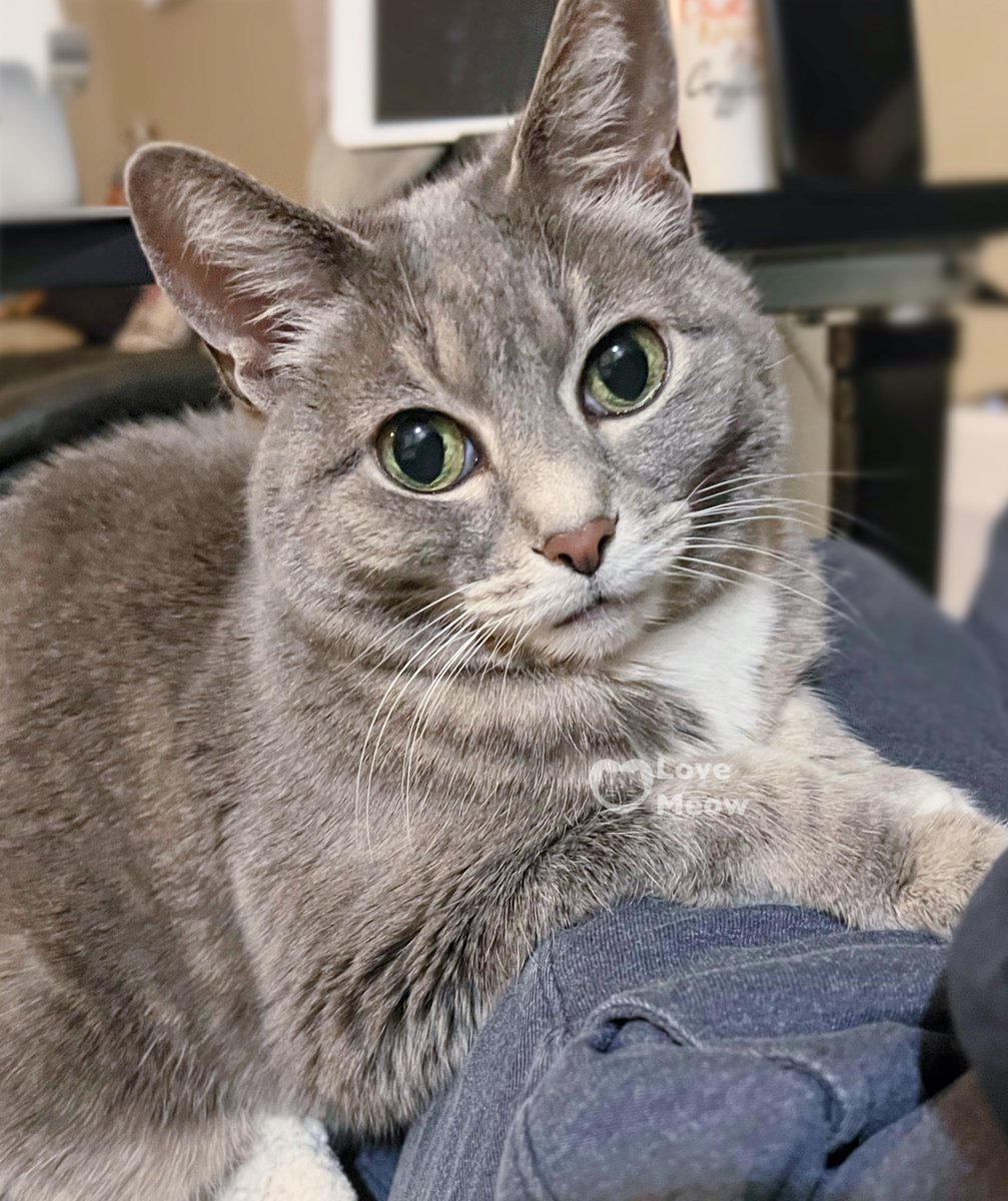 Nothing beats the feeling of a warm, purring cat curled up on your lap. 😍: Lucy