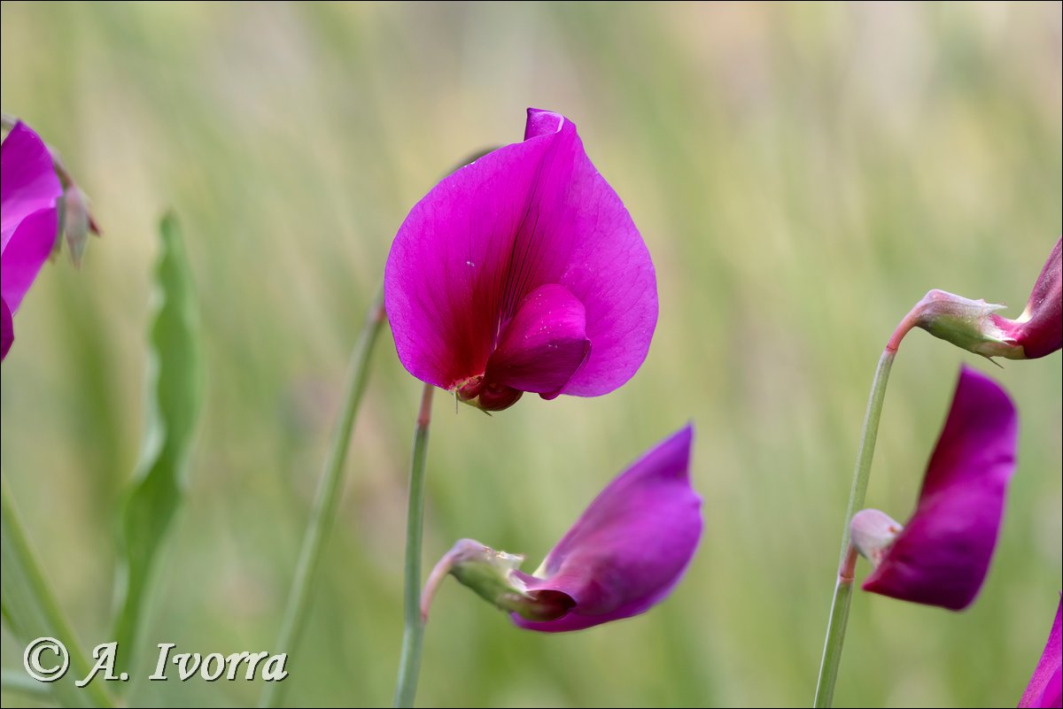 Lathyrus tingitanus
El Trebolar (Almería) - Abril