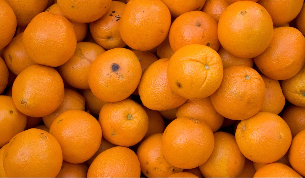 In #IFTJournals, researchers compare 2D and 3D hyperspectral image analysis to detect bruises on oranges, which can lower the value of fruit. Learn more with this research in the #IFTSpotlight. hubs.la/Q02vzBHW0