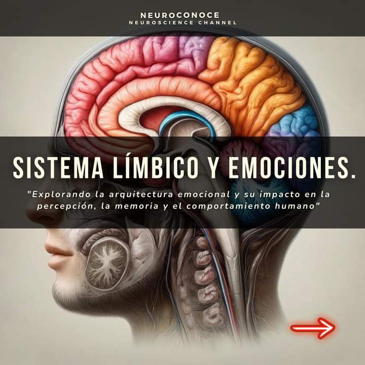 El sistema límbico, integrado por amígdala, hipotálamo e hipocampo es, sin duda, una de las estructuras más fascinantes del cerebro por su relación con las emociones y la memoria. Además, resulta imprescindible para entender la mayoría de los trastornos mentales 👇👇👇👇👇