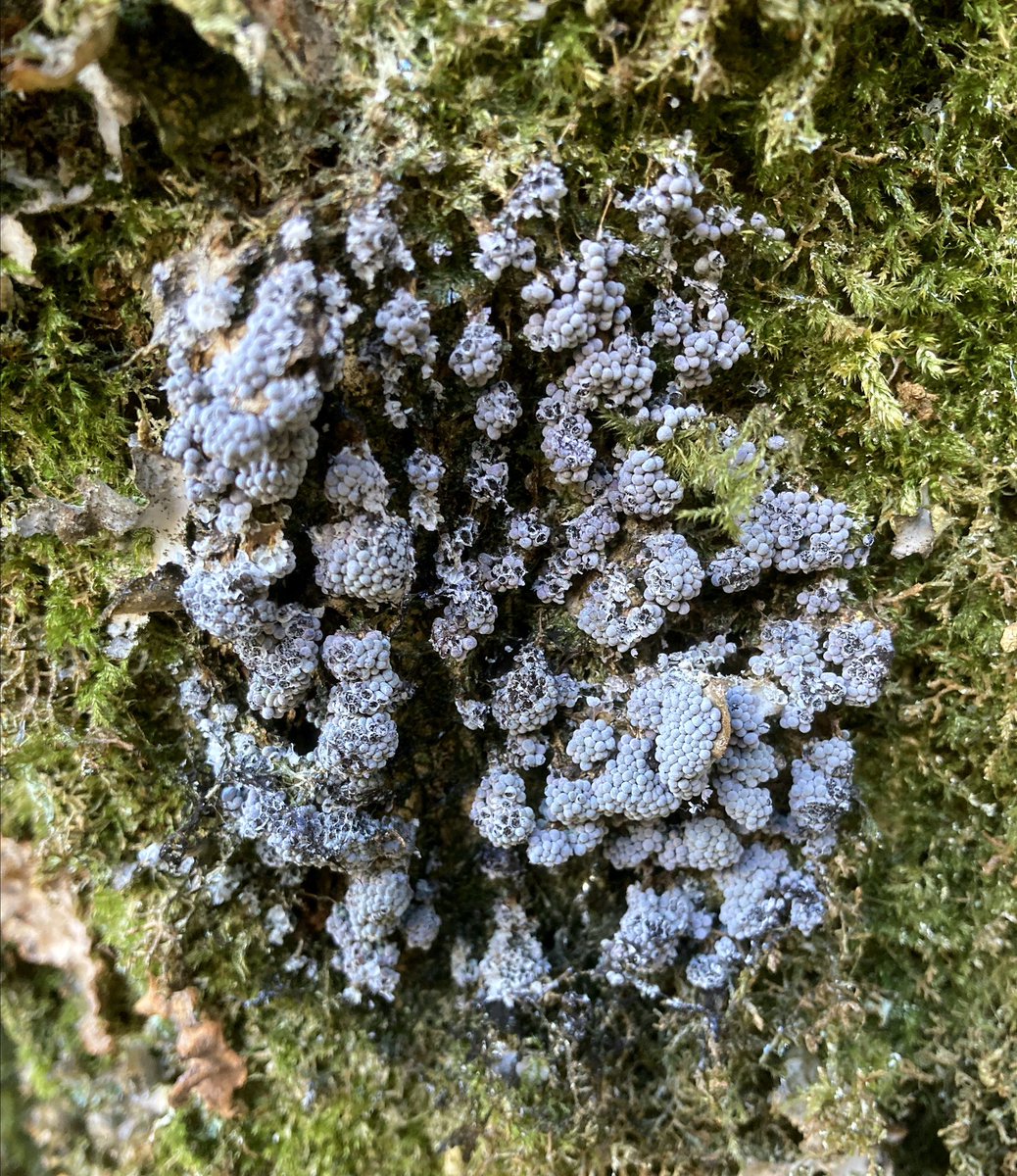 What weird and wonderful thing will you find in #Scotlandsrainforest ?maybe something like this slime mould from the genus Badhamia, happily growing on an ancient moss clad tree in Cowal!