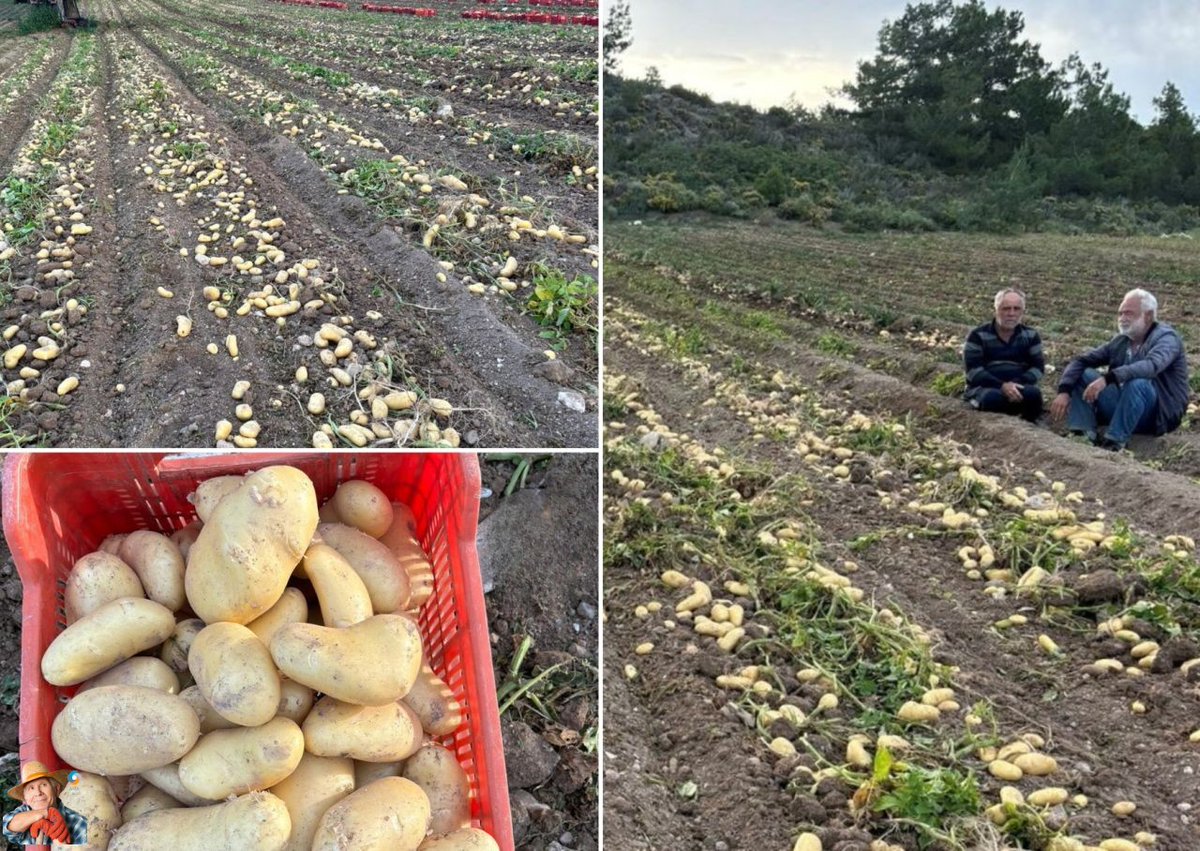 Sound Harvest in DATÇA: Türkiye’s Early Potato Crop This article highlights the early potato harvest in DATÇA, East Türkiye, where growers are pleased with the robust table potato variety known as Sound. With its high yield and distinct characteristics,... potatoes.news/sound-harvest-…