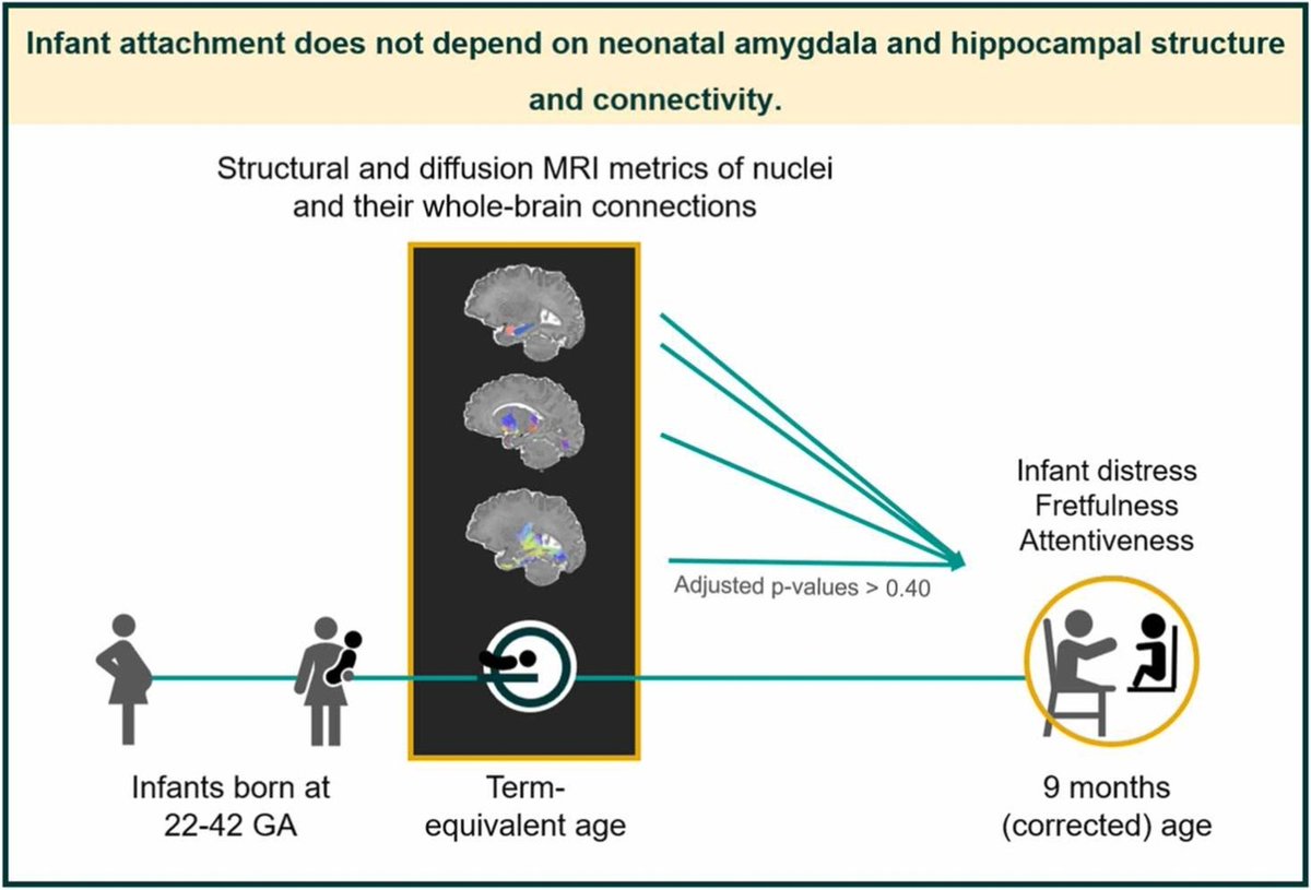 Our study investigating neonatal brain structure/connectivity and infant attachment at the #TheirworldEBC is now open access in Developmental Cognitive Neuroscience 🧠👶 (1/6) doi.org/10.1016/j.dcn.…