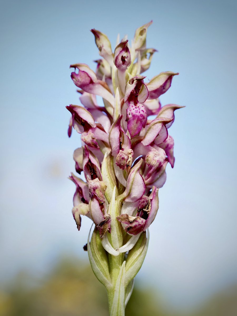 “L'aigua és la força motriu de tota la Natura”. Leonardo da Vinci. Anacamptis fragrans (Pollini) R.M.Bateman. (abellera olorosa). 25.04.2024. #orquídies #orquideas #orchids #Menorca #BalearsNatura #MenorcaBiosfera #biodiversity #biodiversitat