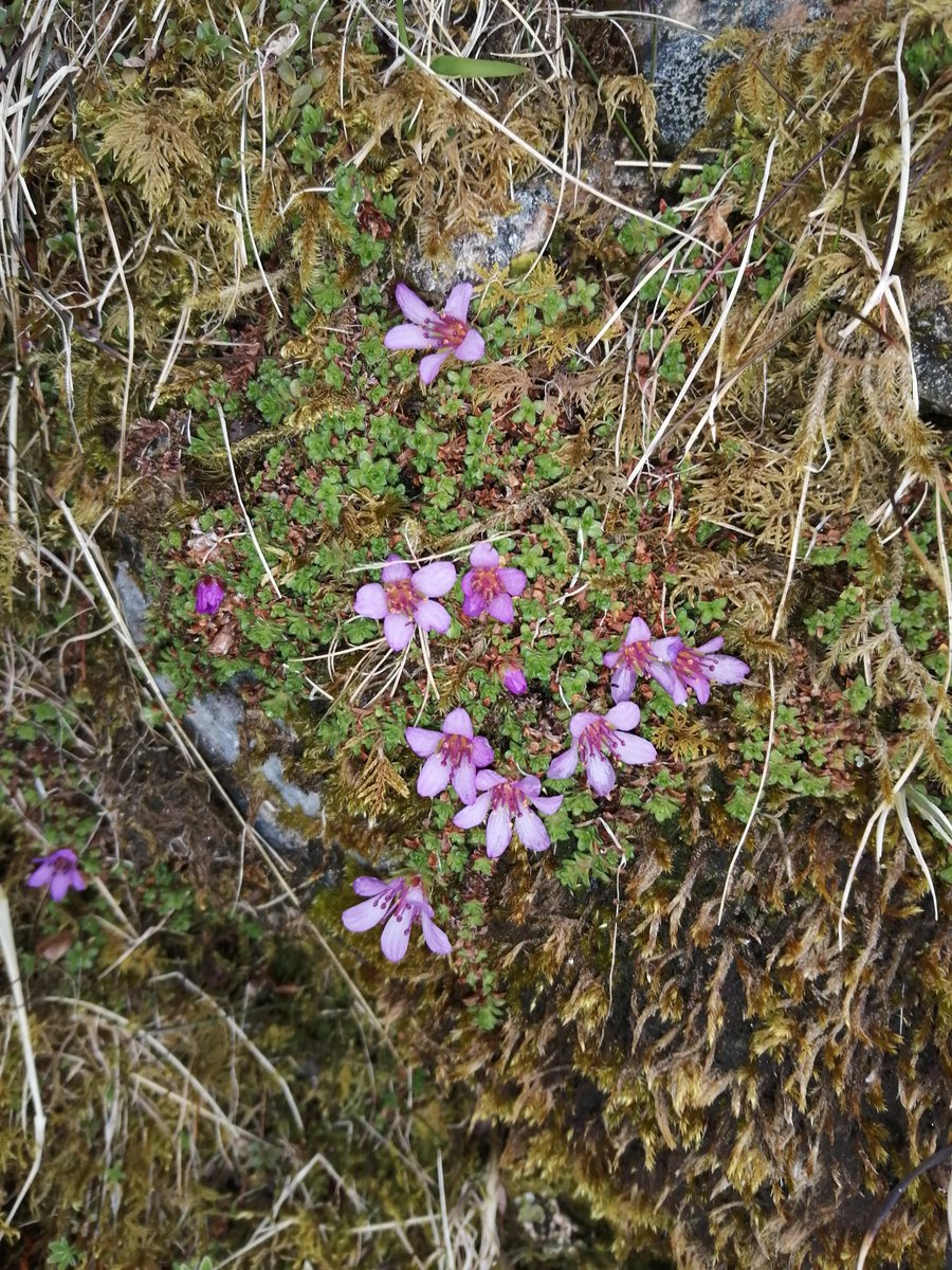 Spring has arrived at 3000ft in Wester Ross. Alpine purple saxifrage.