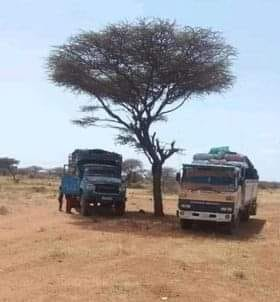 Ikraamina's tweet photo. Waxay sitaan geedo ay soo gooyeen oo ay gubbeen. Waxayna hooskiisa harsanayaan oo ay naf ka raadiyeen Geed kale oo ka bad baaday in la gooyo.
 ALLA CAQLI XUMAA WUXU!!

Waa kaa caliga ku jira dadka somaaliyeed qaarkood, oo sidaasi si la mid ah dalkii dahabka ahaa u gubay. https://t.co/bwaw8JATIK