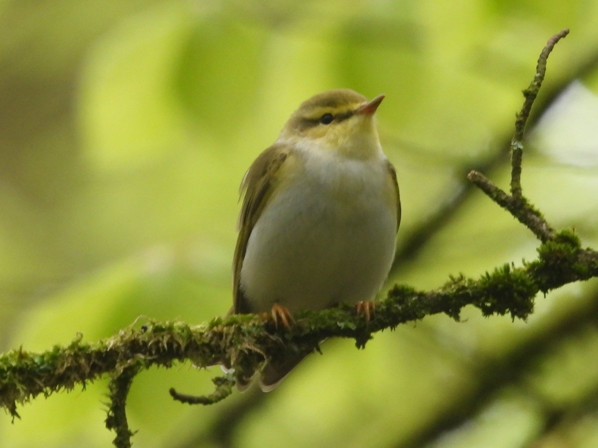 Excellent day, birding in FOD.  2 Wood Warblers, 4 Pied Flycatchers, 3 Redstarts, 1 Firecrest, 2 Tree Pipits, 1 Garden Warbler and 2 Grey Wagtails. #Glosbirds