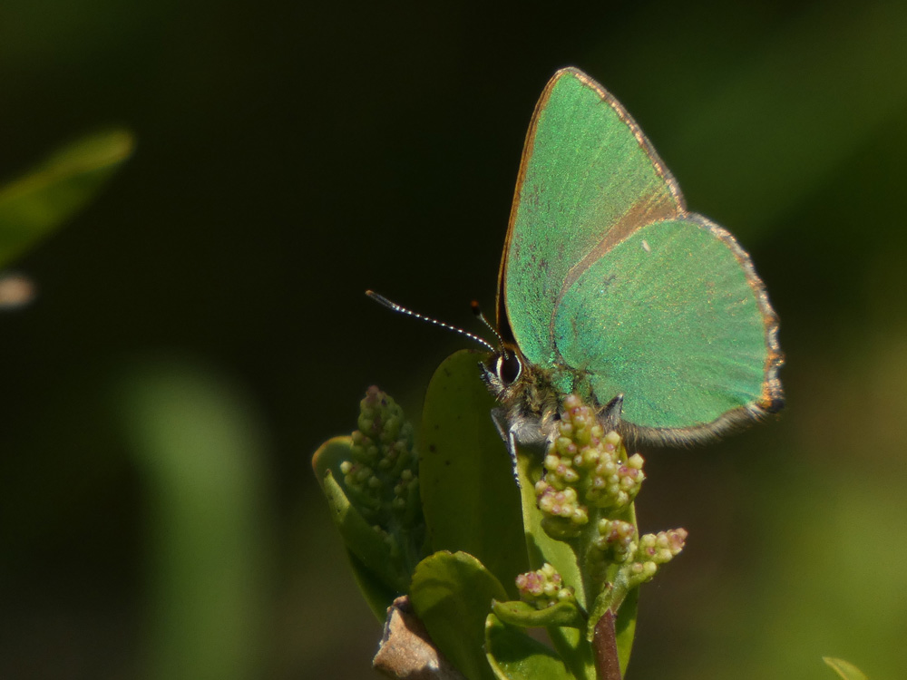 The best birds of the day, my 2nd ever Golden Oriole in the Triangle and a Crossbill heading south over Canal Scrape were fleeting but some of the 18 Green Hairstreak butterflies (minimum) seen across the Spurn peninsula were much more obliging. #spurnbirds @spurnbirdobs