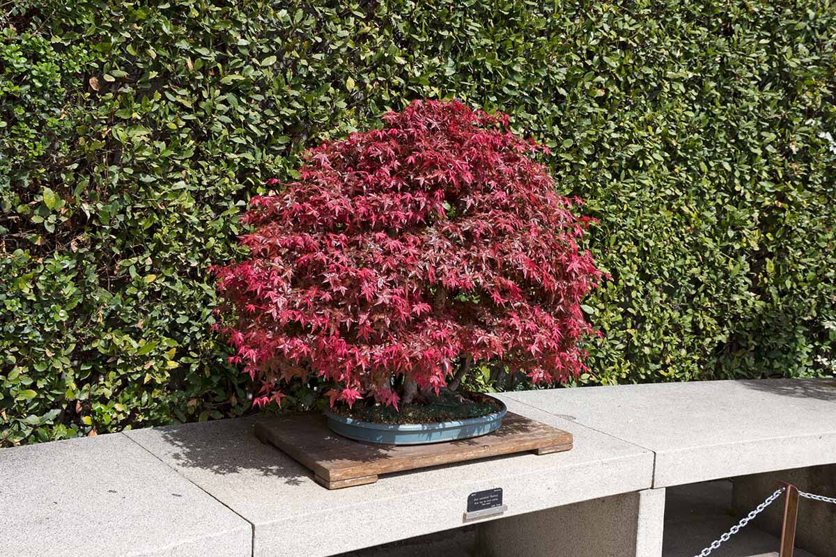 How to Grow a Japanese Maple Bonsai - Japanese maple bonsai trees are striking with their unique foliage and dramatic forms. Learn how to plant, grow, and train your own now on Gardener's Path. #japanesemaple #bonsai #gardeningtips gardenerspath.com/plants/landsca…