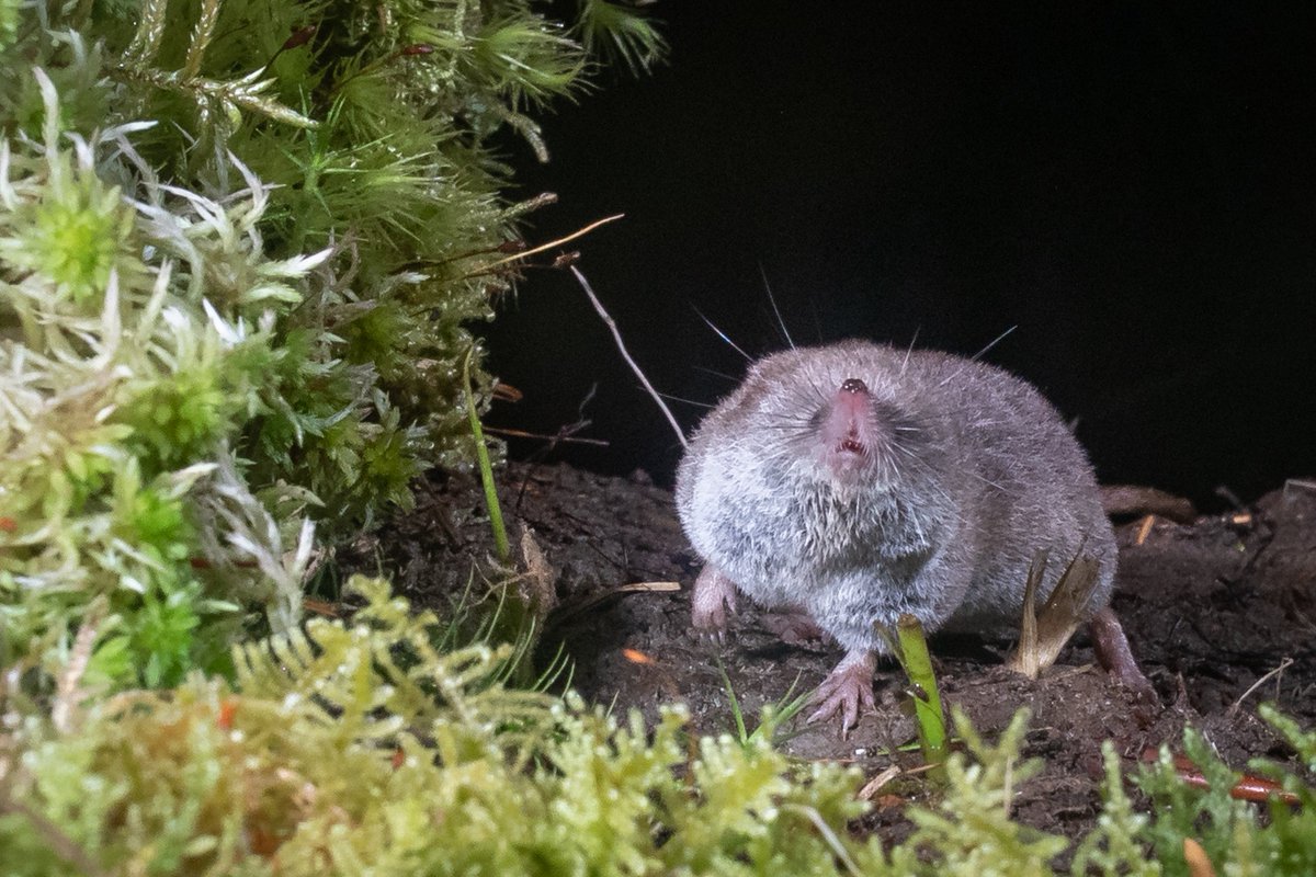 It’s been a mammal y sort of day. Stoat, water vole,  muntjac, roe, common shrew, water shrew and of course wood-mouse. A number of blue tits are already sitting on eggs.