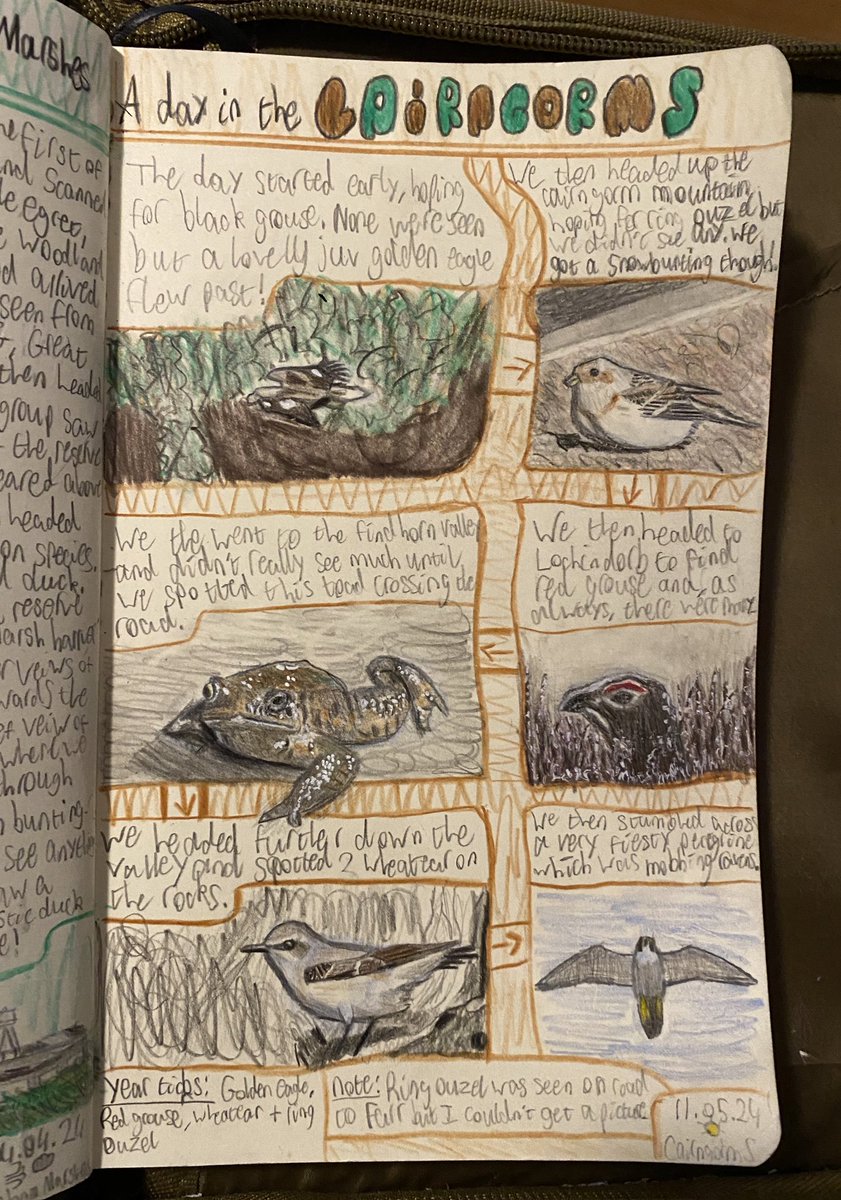 I really enjoyed creating this #journal entry about a recent day in the #Cairngorms. I’ve never drawn an amphibian before and I really enjoyed drawing this toad. #artwork #nature #TwitterBird #Birds