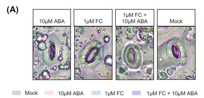 Spider mite herbivory induces an abscisic acid-driven stomatal defense (Irene Rosa-Díaz, James Rowe, Ana Cayuela-Lopez, Vicent Arbona, Isabel Díaz, Alexander M Jones) buff.ly/4dgRpmq @AlimentiaFood@CBGP_Madrid @xanderjones82 @ASPB #PlantSci