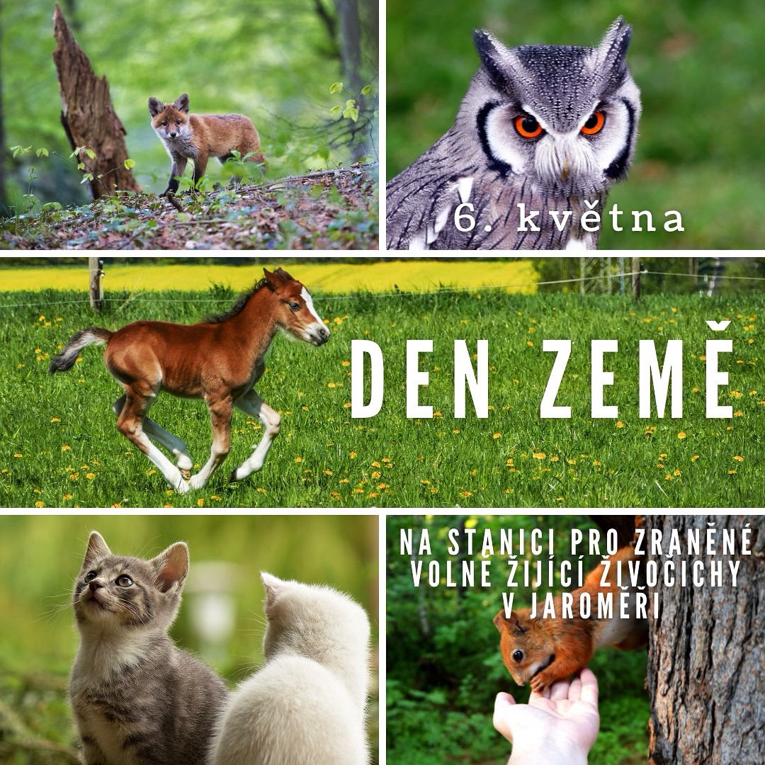 DEN ZEMĚ 🌍🦊🦔
5.-9. třída vyrazí do Jaroměře. Na programu bude prohlídka stanice, zážitková trasa a pomoc přírodě.
#denzeme #skola #jaromer #pomocprirode #zvire #zvirata #earthday #school #help #nature #helpnature #animal #animals