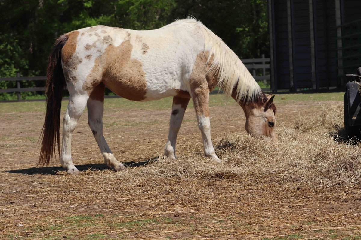 Did you know that Sweet Valley Ranch is home to over 25 horses? When you visit, make sure to say hello to them. They absolutely love our guests! 🐴✨ #SweetValleyRanch #HorseLovers #GuestsWelcome