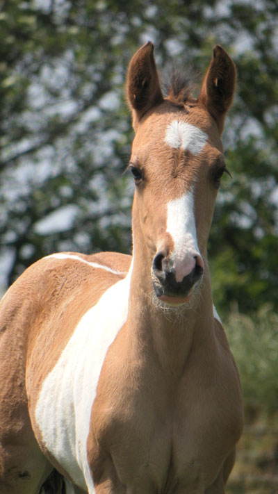 EaglesRanch's tweet photo. Paint Horses
The American Paint Horses of the Eagles Ranch are Panel tested, friendly in character, have good exteriors and all-round bloodlines with various heights and color schemes https://t.co/SO4Tt63tGr