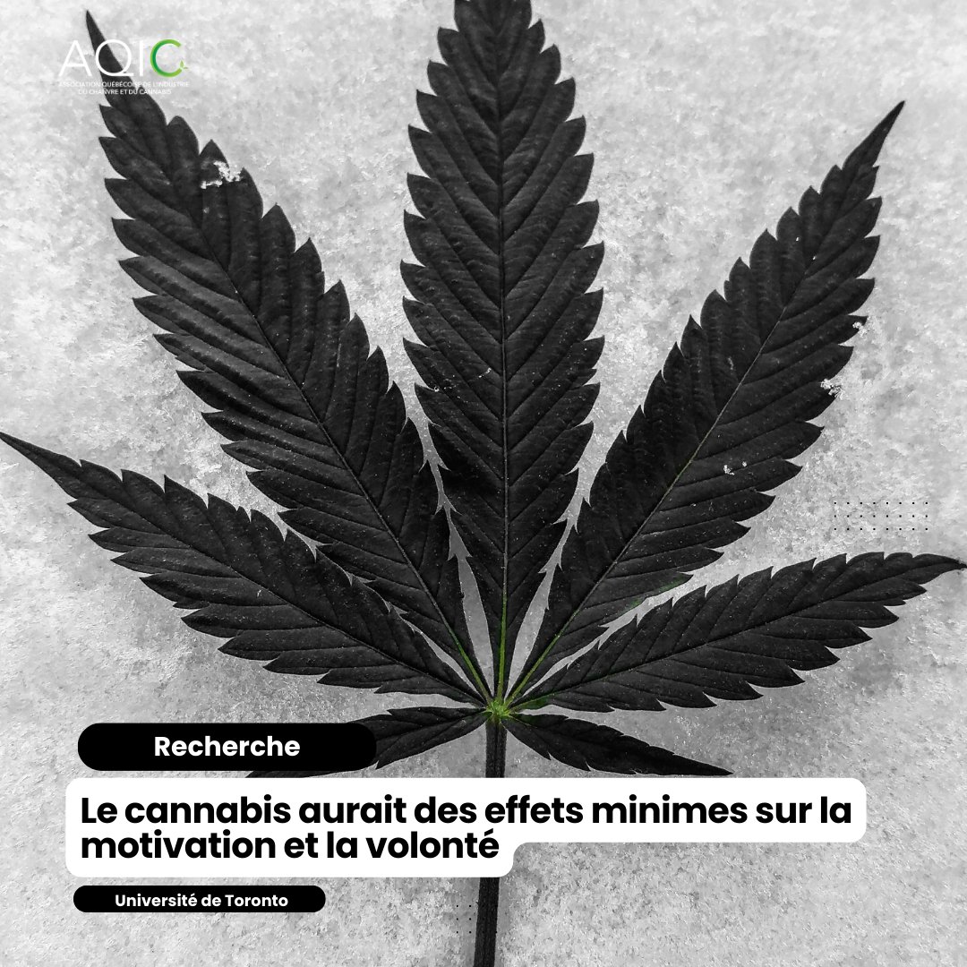 RECHERCHE | Selon une étude menée par des chercheurs de l'@UofT, la consommation de cannabis a peu d'effet sur la motivation et la volonté.

Pour lire l'article, cliquez le lien en commentaires.
#cannabisqc