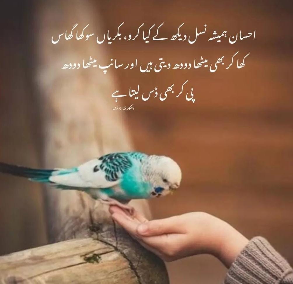 DUA FATIMA CHISHTI tweet media