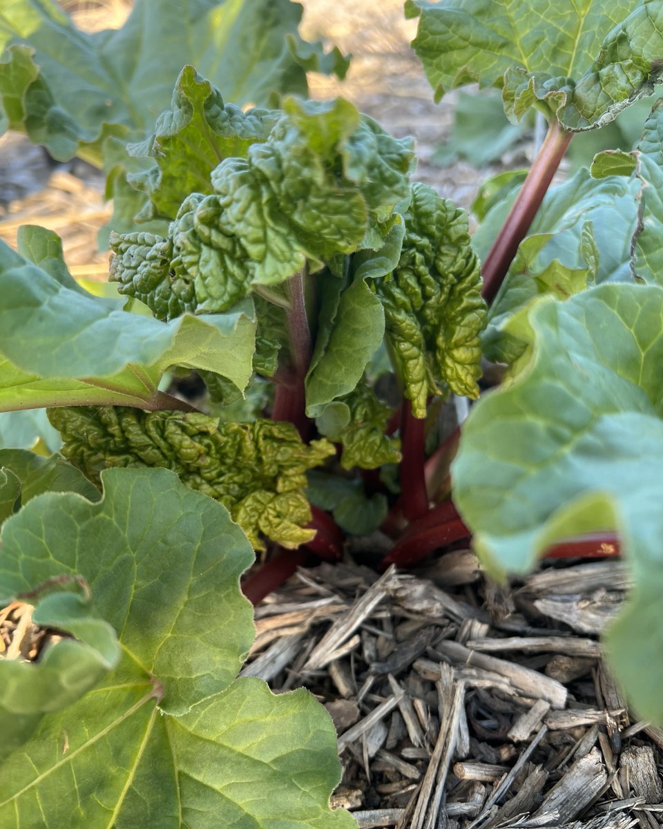 mnarboretum's tweet photo. It's #FoodscapeFriday at the Farm at the Arb! Today we are spotlighting rhubarb (Rheum rhabarbarum) - a perennial vegetable with a sour flavor that is among the first crops ready for harvest in spring.
#FarmAtTheArb #MNarboretum #Foodscape #EdibleLandscaping https://t.co/kMUGlmnIrK