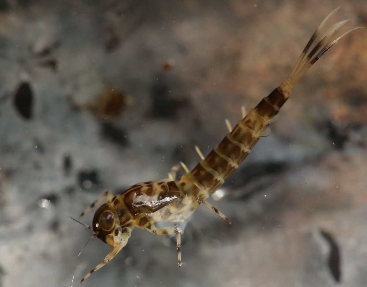 Upland Summer #Mayfly (Ameletus inopinatus). Clinging on in the South West Peak in Staffordshire, Cheshire & Derbyshire. Agony that this stunning Arctic-Alpine species does not have a future in the vast majority of Britain & Ireland. #GlobalWarming #BiodiversityCrisis