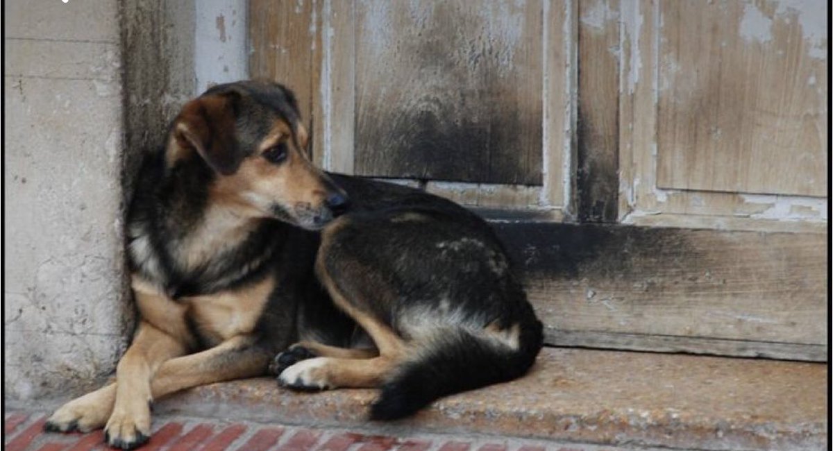 sokaklardaki köpek nüfusu yalnızca insanların zararı ve faydası üzerinden değerlendirilebilecek teknik bir mesele değil. Meselenin temelinde etik vicdani boyutu var ve bu da yaşama hakkı #SokakHayvanlarıSahipsizDeğil