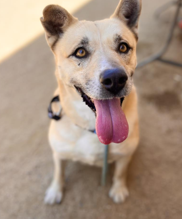 🐶 Our Tuesday #petoftheweek is Savannah! Savannah is a spayed 6yo that weighs 86 lbs. She's a very affectionate dog who enjoys meeting new people If you'd like to foster or adopt Savannah(A2046861), you can find her at the @LACityPets North Central Animal Services Center.