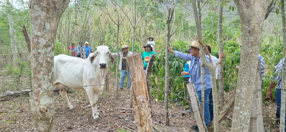 📷 ¡Nos complace ser parte de un intercambio de experiencias con Rainforest Alliance sobre prácticas de ganadería sostenible y sistemas agroforestales! 📷📷 Esta colaboración puede ser clave para promover la agricultura sostenible en la región. 📷