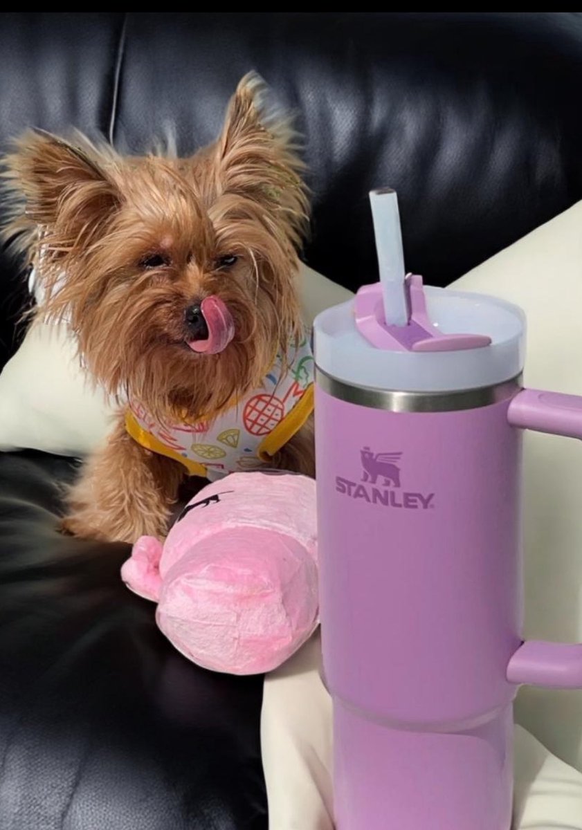 Matching Stanley Cups from @SinbadHuxley ❤️ And it's tongue out Tuesday! Could this day get any better? #tongueouttuesday #tot #StanleyCup #stanley #cute #love #DogsOfTwitter #DogsOnTwitter #dogsarefamily