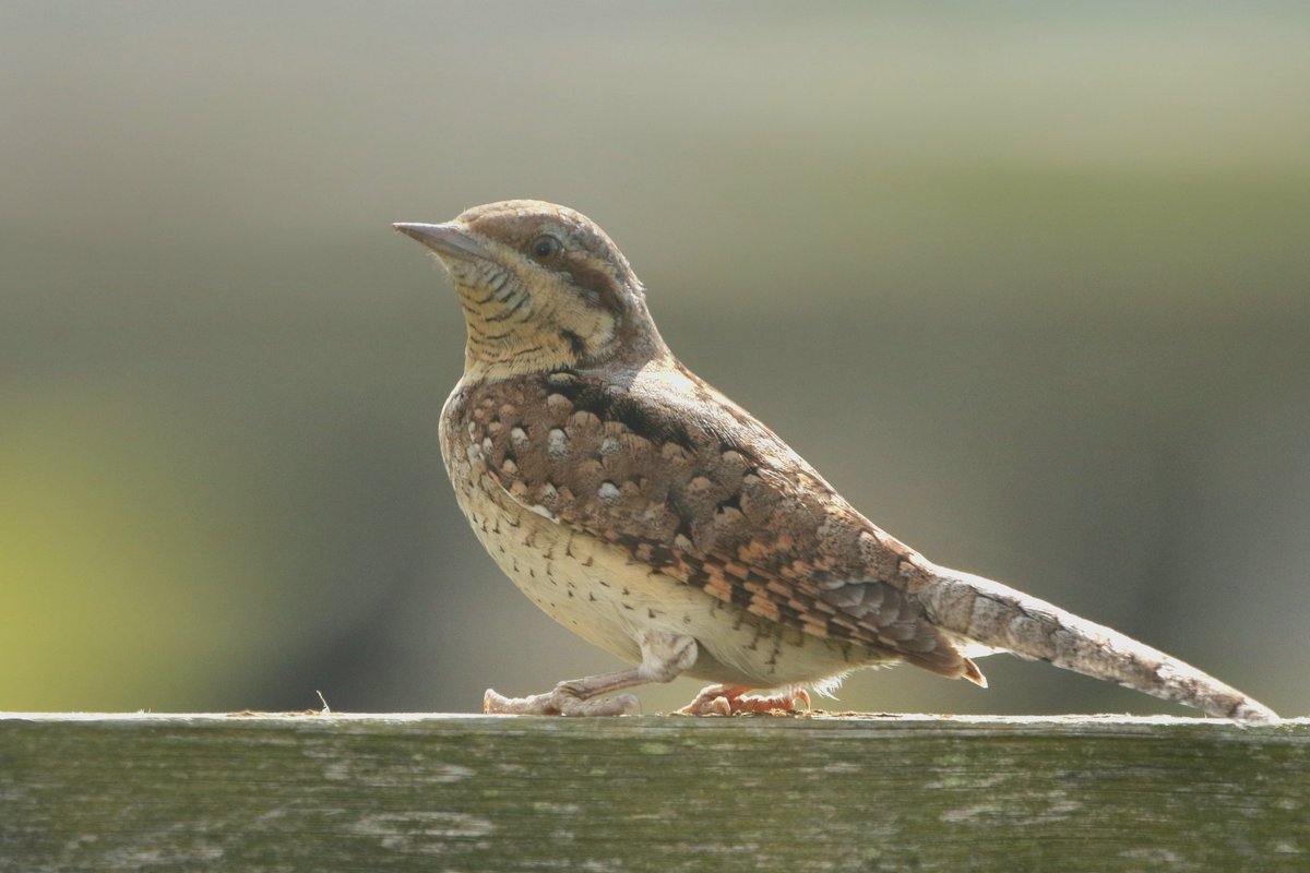 A bird I've been wanting to find for years, and it finally happened today. After a long, quiet walk in the dunes, I went to Elm House Farm to check fences for chats. Just as I got there, this Wryneck flew up from the track edge and landed next to my car! @RareBirdAlertUK