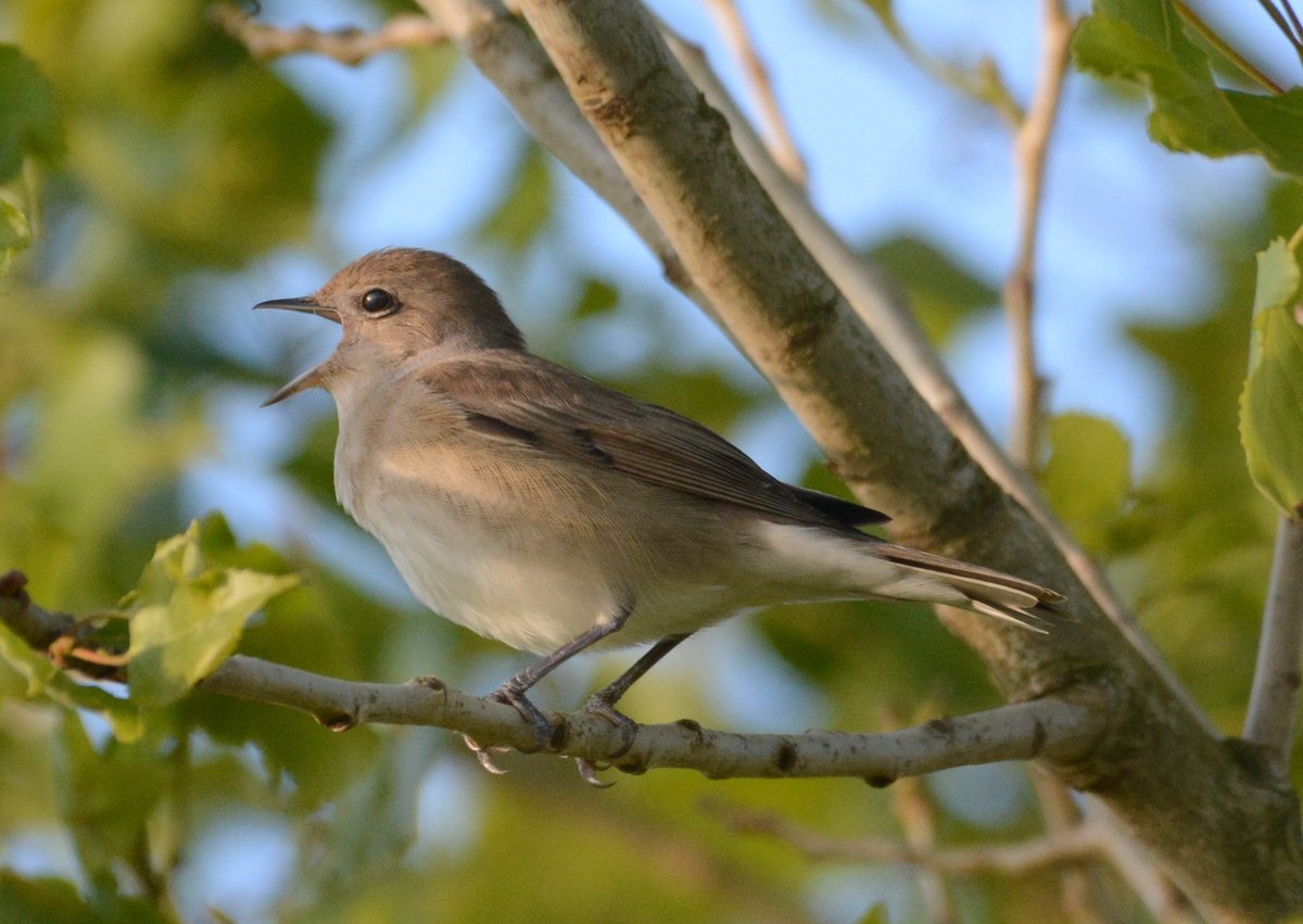 Garden warblers', nest on the reserve annually, but they are always unobtrusive & difficult to see. Until this last week, when one has been singing in the scrub alongside the Silt pond, visible in the higher parts. A well spent 15 minutes this morning, just watching & listening