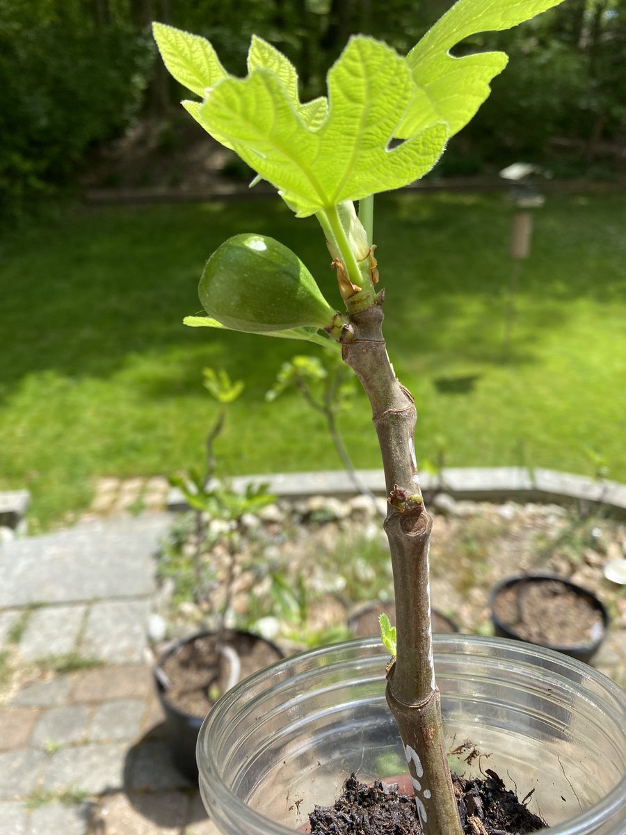 This Sicilian Dark fig cutting is doing great - and look at the size of that breba fig!