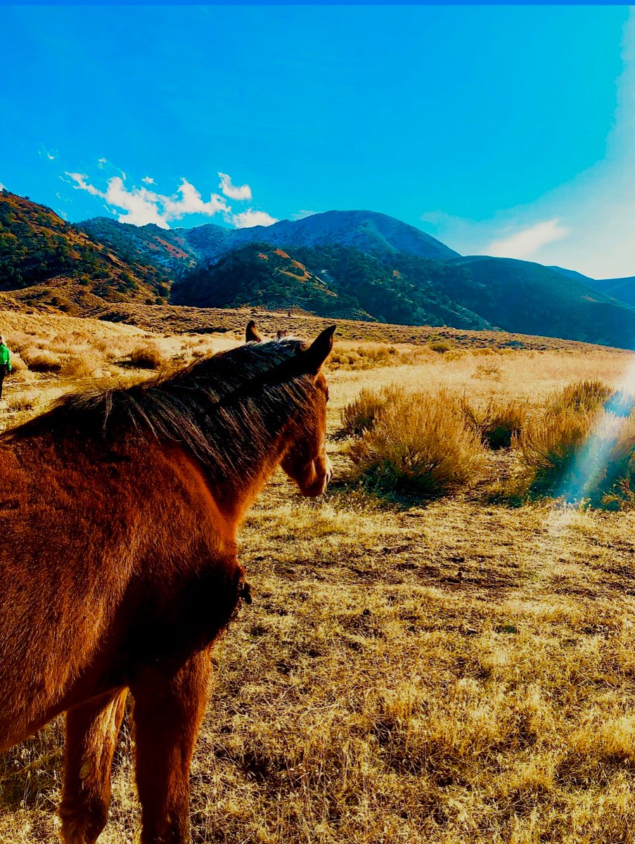 Wild Horse peers into an uncertain future. They are safe in South Canyon, for now.