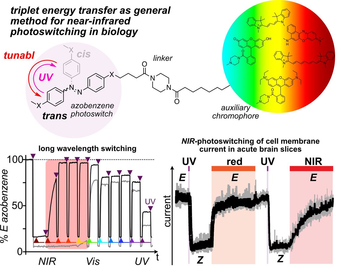 NIR Azobenzenes reach Biology. Use single photon NIR light to photocontrol cell biology in live tissues. doi.org/10.26434/chemr… @MolSwitches @ChemRxiv @Switches4Energy #photopharmacology @photopharma_lit a preprint that was 10 years in the making @LMU_Muenchen